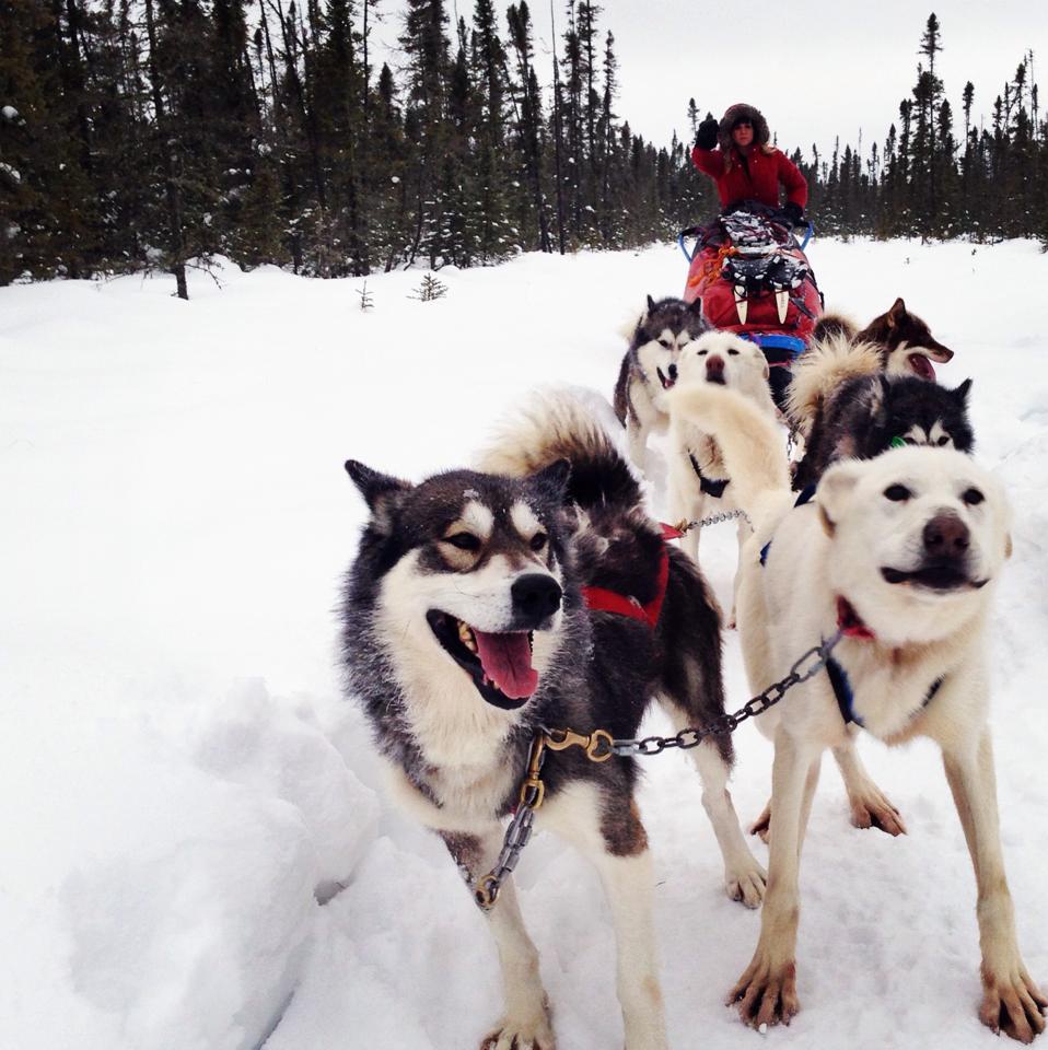 Social media marketing and sled dogs, why not?