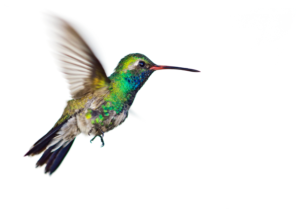 Google's new hummingbird algorithm ranks content based on its ability to answer long-form, complex questions.