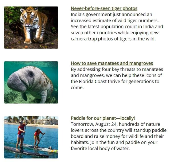 Nonprofit Email Examples to Inspire Your Supporters - WWF