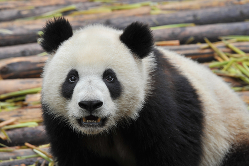 Google rolled out Panda 21 on Tuesday, and the latest algorithm update impacted about 1.1 percent of queries.