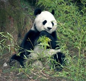 Google announced the roll out of Panda 3.6 recently, conforming that it launched on April 27.