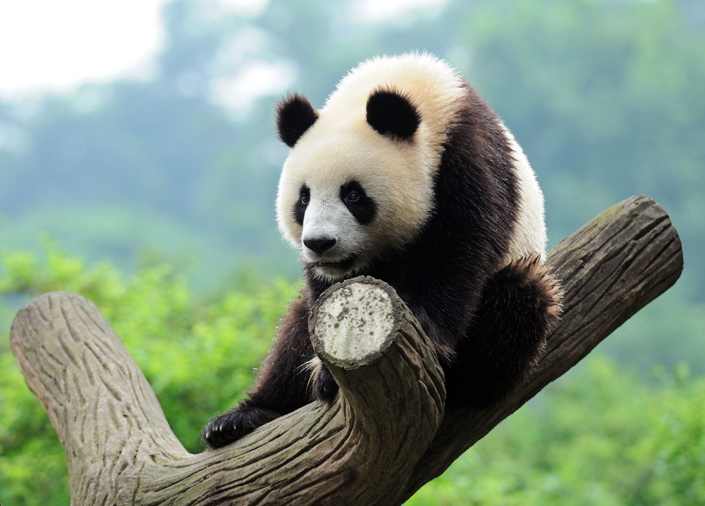 Google confirmed recent SERP shakeups are due to a Panda update.
