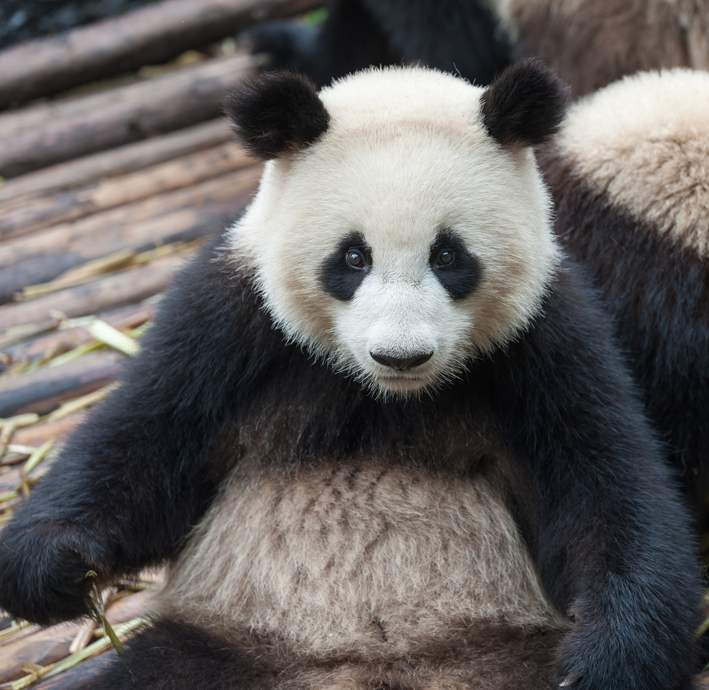 Google recently released its newest Panda algorithm requires websites to publish high-quality content.