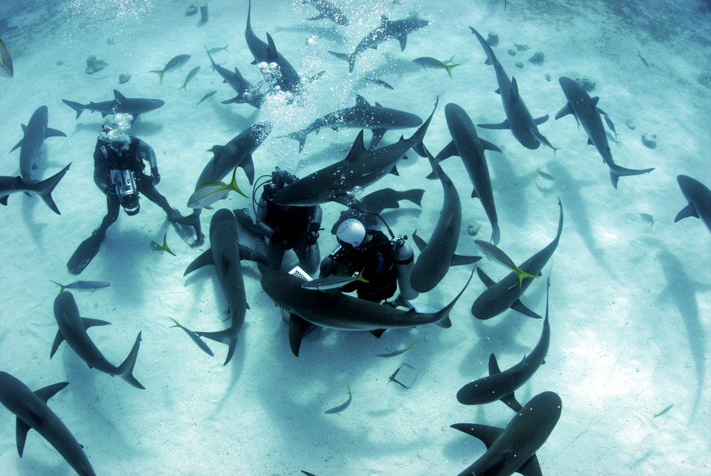 Shark Week and Real Time Marketing