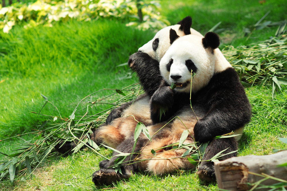 Google's softened Panda algorithm has helped some sites recover from initial punishment.