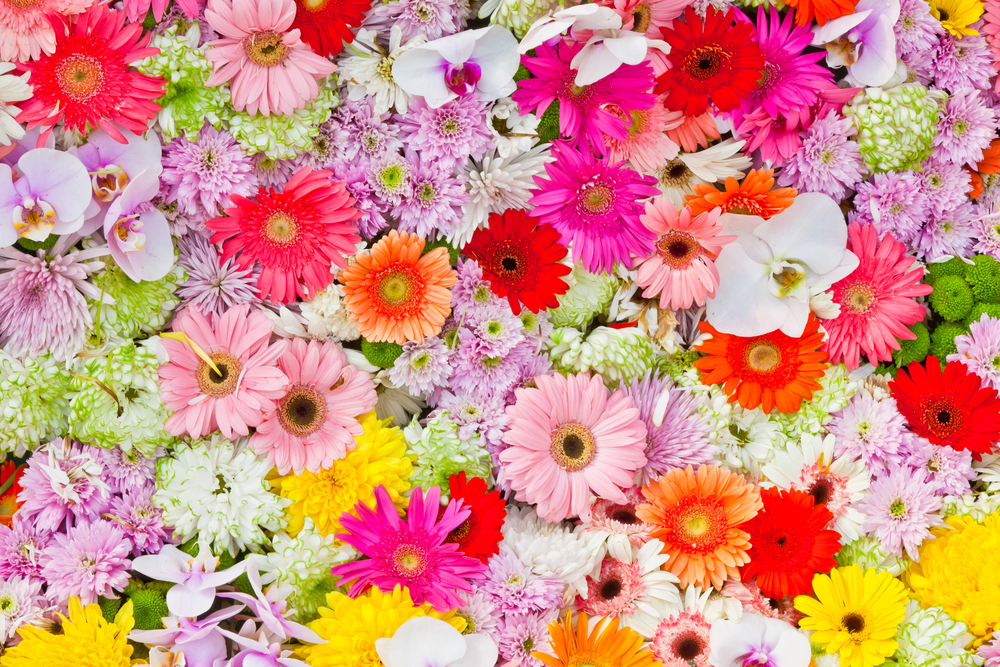 Pinterest grows, buds and blossoms with a 1,074 percent increase in use