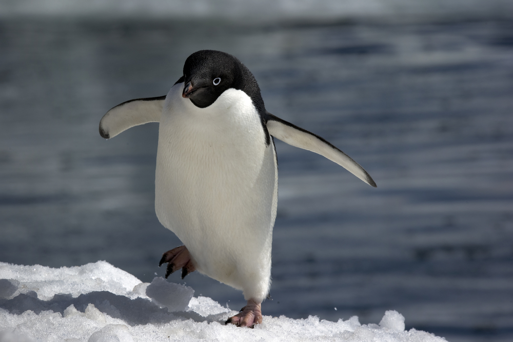 Google Penguin