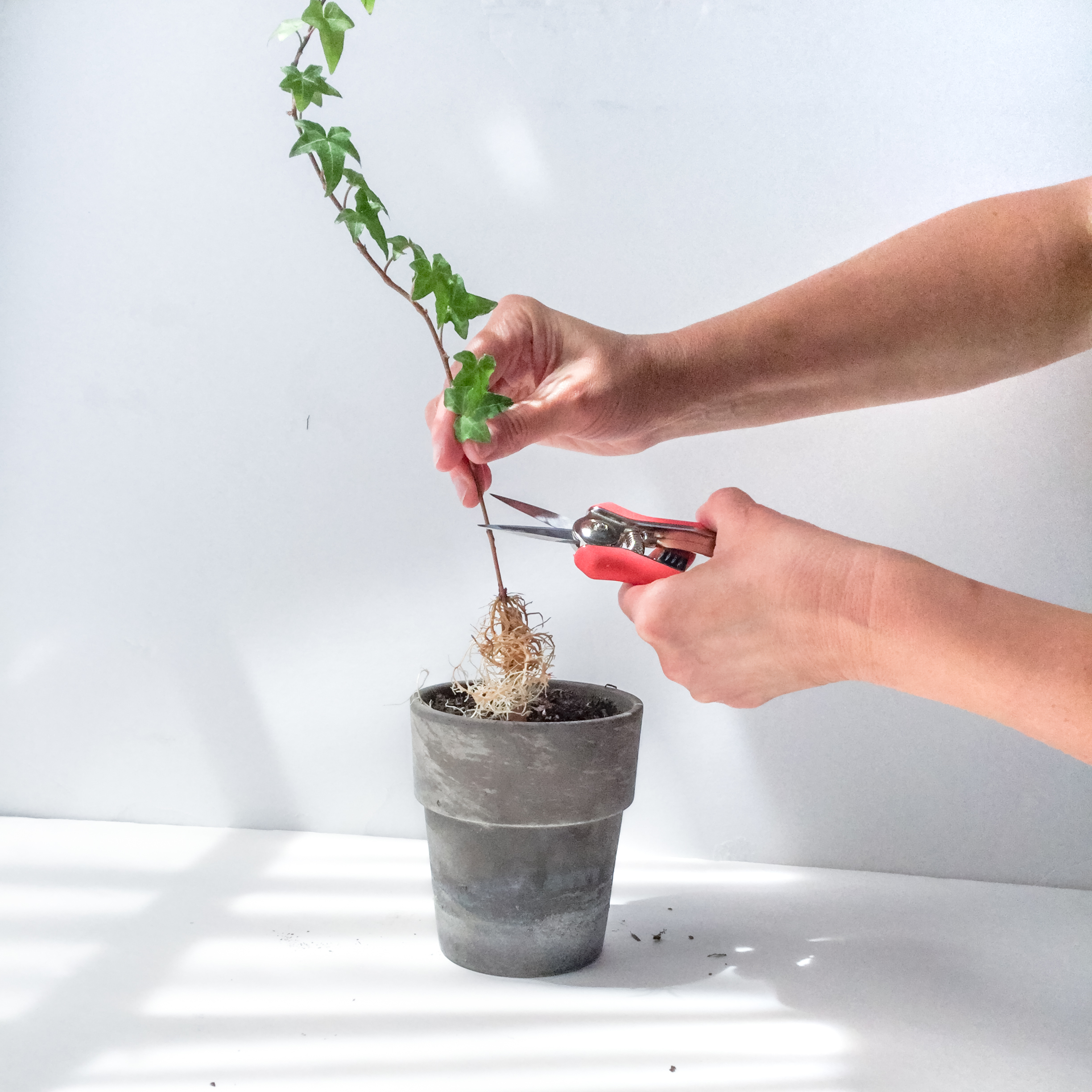 Content marketing and house plants have at least one thing in common - the need for pruning from time to time.